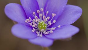 Preview wallpaper hepatica, flower, petals, purple, macro