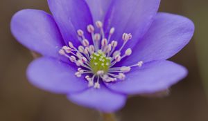 Preview wallpaper hepatica, flower, petals, purple, macro