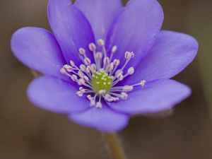 Preview wallpaper hepatica, flower, petals, purple, macro