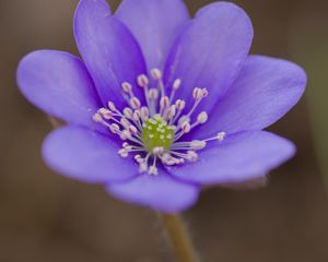 Preview wallpaper hepatica, flower, petals, purple, macro