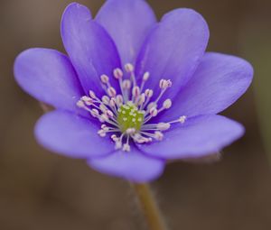 Preview wallpaper hepatica, flower, petals, purple, macro