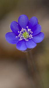 Preview wallpaper hepatica, flower, petals, blue, blur