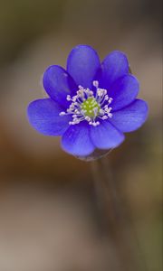 Preview wallpaper hepatica, flower, petals, blue, blur