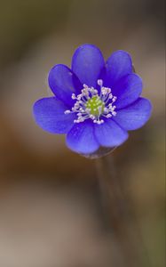 Preview wallpaper hepatica, flower, petals, blue, blur