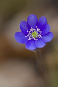 Preview wallpaper hepatica, flower, petals, blue, blur