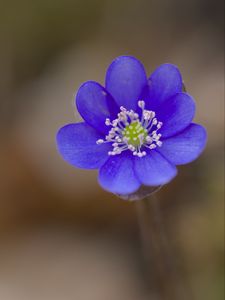 Preview wallpaper hepatica, flower, petals, blue, blur