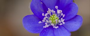 Preview wallpaper hepatica, flower, petals, blue, blur