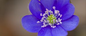 Preview wallpaper hepatica, flower, petals, blue, blur