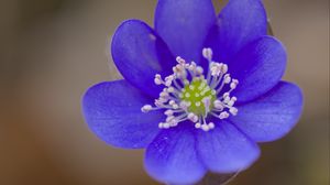 Preview wallpaper hepatica, flower, petals, blue, blur