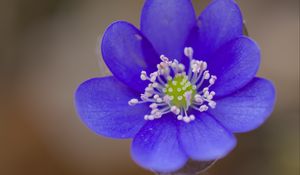 Preview wallpaper hepatica, flower, petals, blue, blur