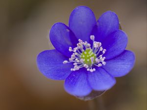 Preview wallpaper hepatica, flower, petals, blue, blur