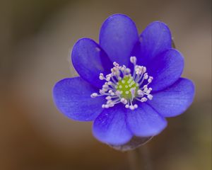 Preview wallpaper hepatica, flower, petals, blue, blur