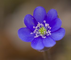 Preview wallpaper hepatica, flower, petals, blue, blur