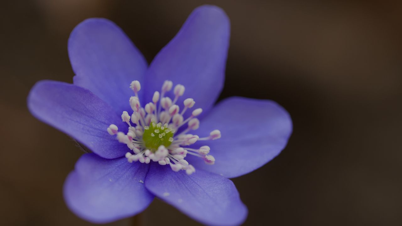 Wallpaper hepatica, flower, petals, macro