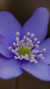 Preview wallpaper hepatica, flower, petals, macro