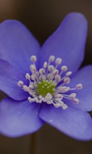 Preview wallpaper hepatica, flower, petals, macro