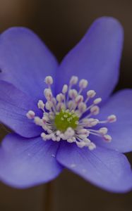 Preview wallpaper hepatica, flower, petals, macro