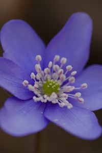 Preview wallpaper hepatica, flower, petals, macro