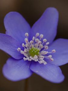 Preview wallpaper hepatica, flower, petals, macro
