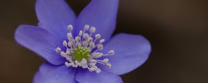 Preview wallpaper hepatica, flower, petals, macro