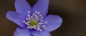 Preview wallpaper hepatica, flower, petals, macro
