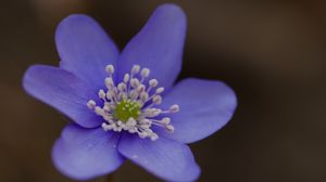 Preview wallpaper hepatica, flower, petals, macro