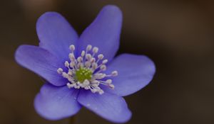 Preview wallpaper hepatica, flower, petals, macro