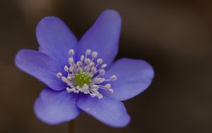 Preview wallpaper hepatica, flower, petals, macro