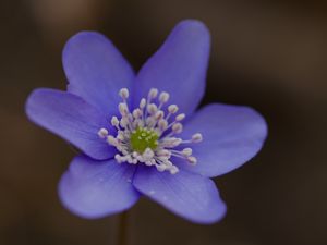 Preview wallpaper hepatica, flower, petals, macro