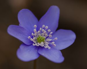 Preview wallpaper hepatica, flower, petals, macro