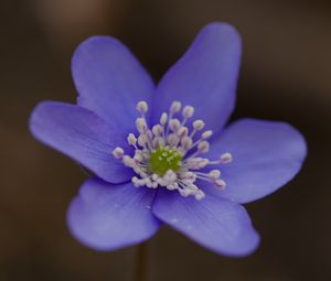 Preview wallpaper hepatica, flower, petals, macro
