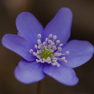 Preview wallpaper hepatica, flower, petals, macro