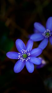Preview wallpaper hepatica, flower, plant, petals, macro