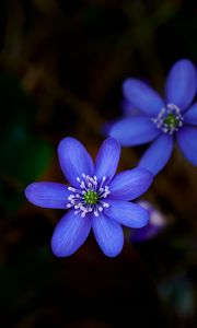 Preview wallpaper hepatica, flower, plant, petals, macro