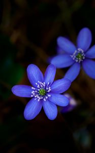 Preview wallpaper hepatica, flower, plant, petals, macro