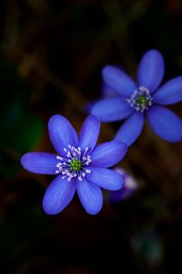 Preview wallpaper hepatica, flower, plant, petals, macro