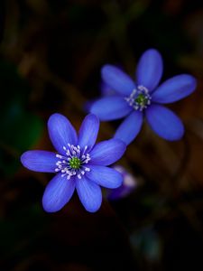 Preview wallpaper hepatica, flower, plant, petals, macro