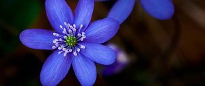 Preview wallpaper hepatica, flower, plant, petals, macro
