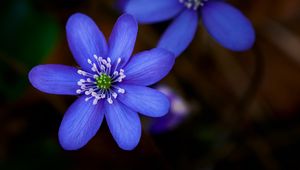 Preview wallpaper hepatica, flower, plant, petals, macro