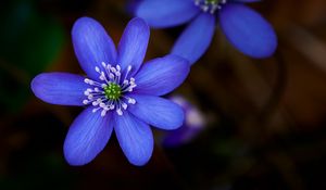 Preview wallpaper hepatica, flower, plant, petals, macro