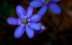 Preview wallpaper hepatica, flower, plant, petals, macro