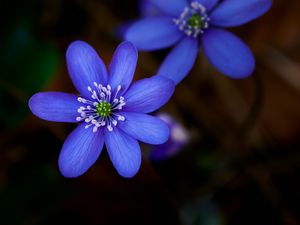 Preview wallpaper hepatica, flower, plant, petals, macro