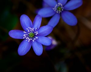 Preview wallpaper hepatica, flower, plant, petals, macro
