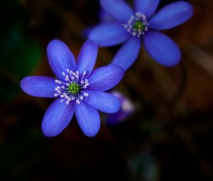 Preview wallpaper hepatica, flower, plant, petals, macro