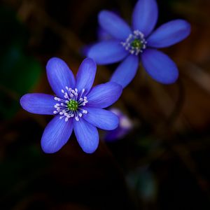 Preview wallpaper hepatica, flower, plant, petals, macro