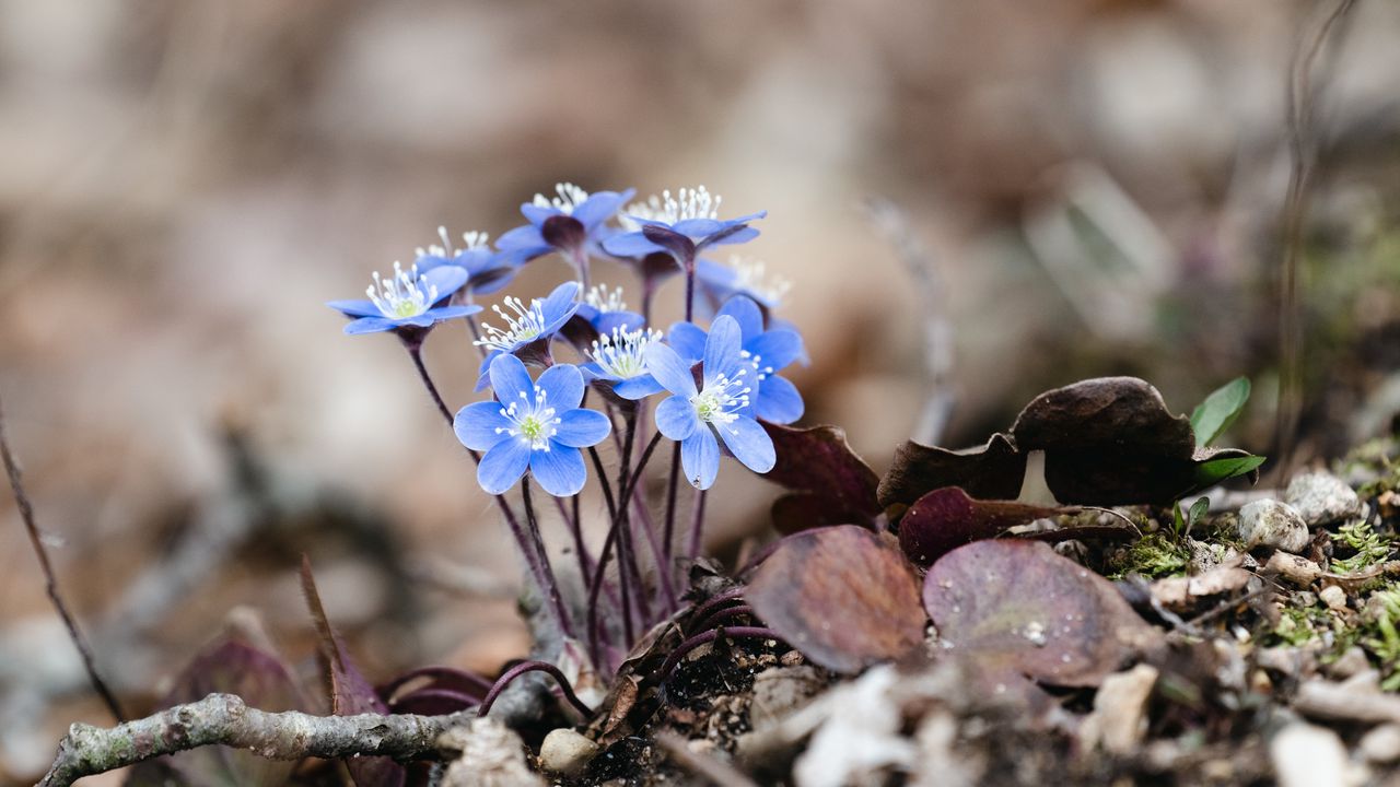 Wallpaper hepatica, flowers, petals, macro, blue