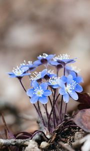 Preview wallpaper hepatica, flowers, petals, macro, blue