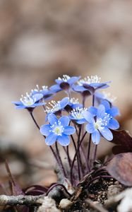 Preview wallpaper hepatica, flowers, petals, macro, blue