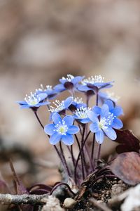 Preview wallpaper hepatica, flowers, petals, macro, blue