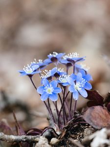Preview wallpaper hepatica, flowers, petals, macro, blue